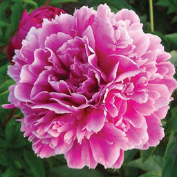 Пион травянистый Пурпурная Феерия