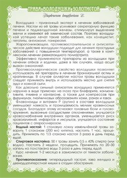 2 шт. Володушка золотистая (трава) - Мариславна фото 3