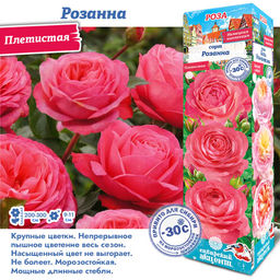 Роза Розанна (Плетистая) 1шт