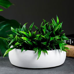 Кашпо - бонсайница для кактусов и суккулентов, 800 мл, 18×5.5 см, d=15 см, керамика, белое