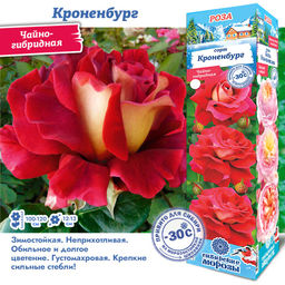 Роза Кроненбург (Чайно-гибридная) 1шт