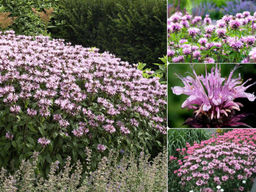 Монарда (бергамот) Бьюти Оф Кобхем - Долина роз фото 4