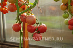 Томат Малиновый Мусс - Партнер фото 5