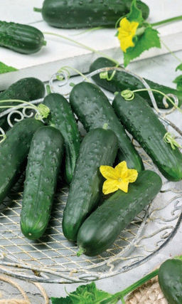 Огурец ФЕРМЕР F1 Плодоносит до осенних заморозков! Невероятная устойчивость к болезням! Засолочный!