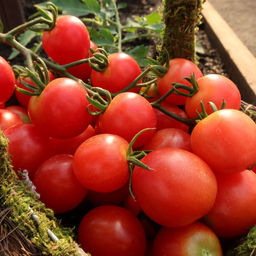 Томат ШАЛУН Необычайно сладкий и обильный томат черри из Сибири! Скороспелый! Плодоносит до осени! - Уральский дачник фото 3