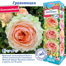 Роза Гравитация (Пионовидная) 1шт