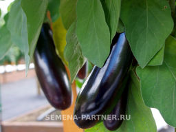 Баклажан Андрюша - Партнер фото 3