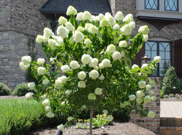 Гортензия метельчатая Лаймлайт