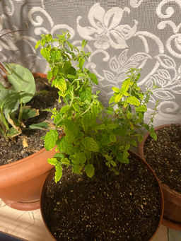 Мята Земляника мелколистная