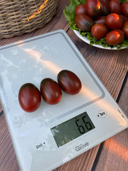 Томат СЛИВА ЧЁРНАЯ  Обсыпной! Сладкий! Холодостойкий! Лёжкий! Идеален для консервирования! - Уральский дачник фото 4