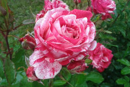 ПАПАДЖЕНА, ПАПАГЕНО