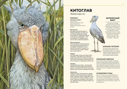 Животные Африки в натуральную величину. Хааг Х. - Махаон фото 4