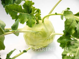 Капуста кольраби Корист - Партнер фото 3