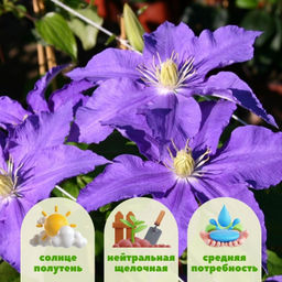 Клематис Лазурштерн - Долина роз фото 2