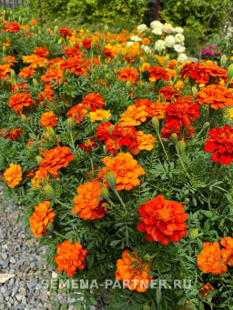 Бархатцы отклоненные Ромеро Рэд - Партнер фото 4