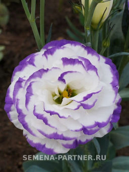 Эустома срезочная махровая голубая пикоти Мадам Шеро - Партнер фото 4