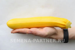 Кабачок Желтоплодный - Партнер фото 5