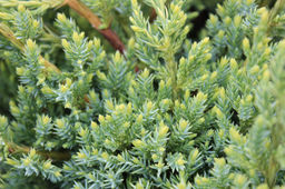 Можжевельник чешуйчатый Holger (Холгер) - Голландские луковицы фото 2