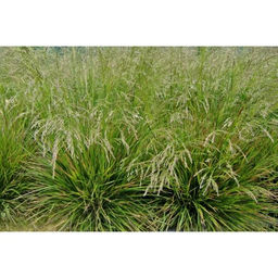 Щучка дернистая Голдтау С1,5