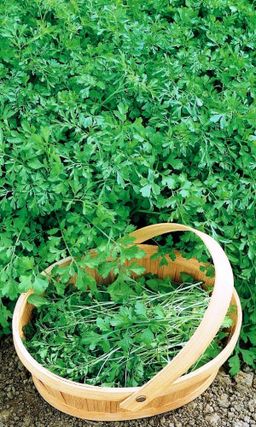 Салат кресс-салат ТЁЩИН СЕКРЕТ  Быстрорастущая зелень! С приятным горчичным вкусом! Может расти на подоконнике!