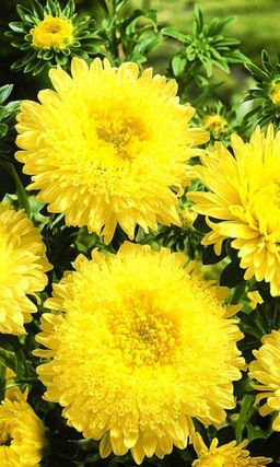 Астра ОЛИМПИЙСКОЕ ЗОЛОТО  Помпонная