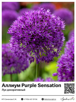 Аллиум Purple Sensation (Лук декоративный)