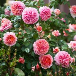 Роза Чиппендейл