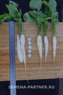 Редис Светлячок - Партнер фото 8