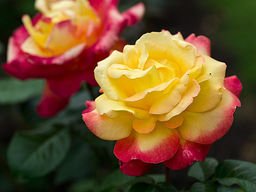 Роза Восточный Экспресс