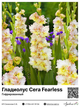 Гладиолус Cera Fearless (Гофрированный)