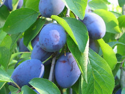 Слива Стенлей