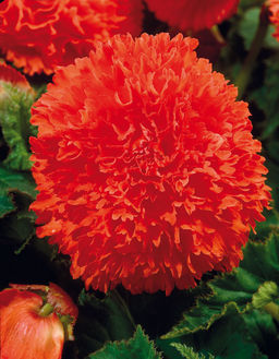 БЕГОНИЯ Бахромчатая Оранжевая Разбор 5/6 Кол-во упак., шт 3