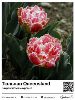 Тюльпан Queensland (Бахромчатый, махровый)