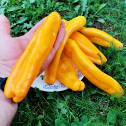 Сахарный Перец Сабля Самурая - Katana Samurai Pepper