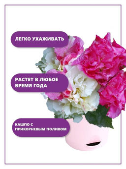 Набор д/выращивания "Тысяча листьев", "Сумасшедшая роза"