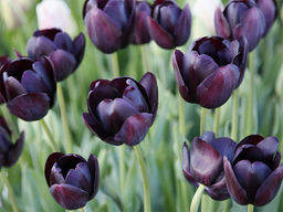 Тюльпан Cafe Noir (Кафе Нуар) - Долина роз фото 4