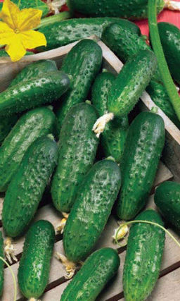 Огурец МАЗАЙ F1 Плети, словно гирлянды, увешаны огурчиками! Зеленцы сладкие, хрустящие, без горечи!