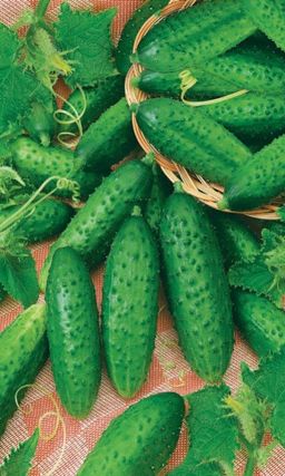 Огурец МУРАВЕЙ F1 Гибрид-спринтер! Пучкового типа! Без горечи! Устойчив к пониженным температурам!