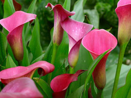 Калла Суматра - Долина роз фото 2