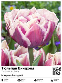 Тюльпан Виндхем (Махровый поздний)