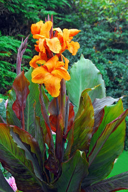 КАННА Вайоминг Разбор I Кол-во упак., шт 1