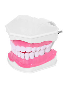 Набор для опытов Анатомия, челюсть человека - Эврики фото 20