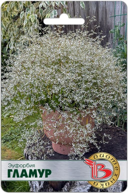 Эуфорбия Гламур