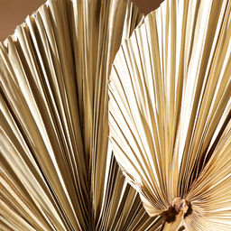 Сухие цветы «Лист пальмовый», 50×25×2 см