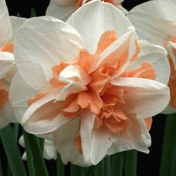 Нарцисс Delnashaugh (3 луковицы)