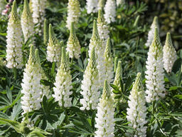 Люпин Ноблмейден - Долина роз фото 3