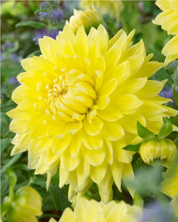 ГЕОРГИНА Бильбао Разбор I Кол-во упак., шт 1