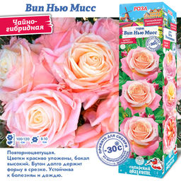 Роза Вип Нью Мисс (Чайно-гибридная) 1шт