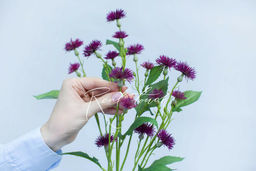 Чертополох малый - Темно-фиолетовый - Real touch фото 3