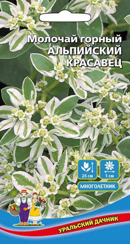 Молочай горный АЛЬПИЙСКИЙ КРАСАВЕЦ